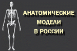 http://www.anatmodel.ru/