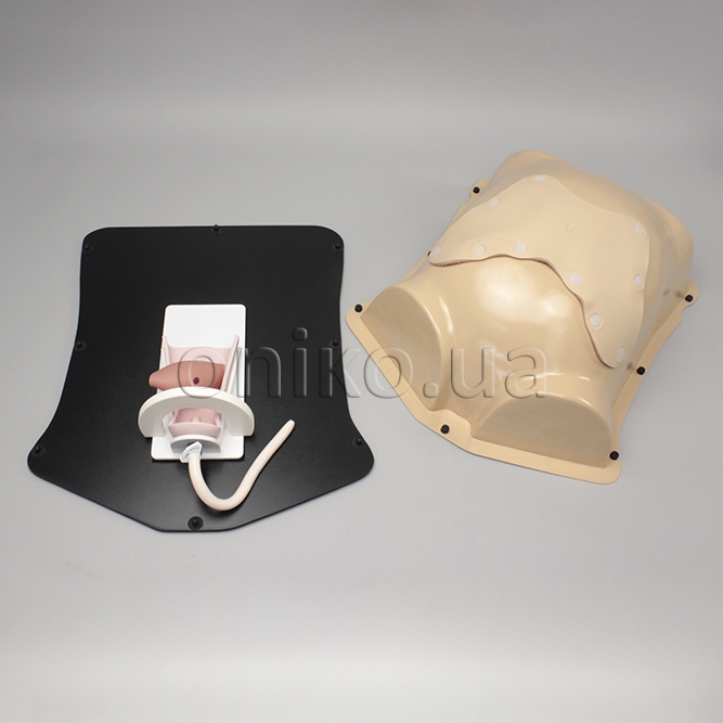 NEW // Pelvic Trainer
