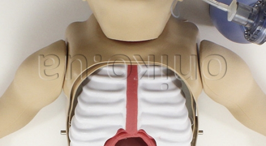 NOVINKA // Surgical Sam pro výuku obecné chirurgie