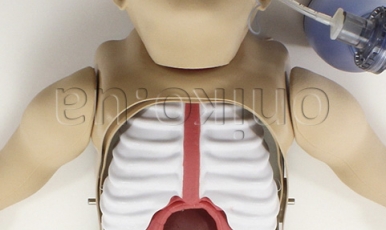 NOVINKA // Surgical Sam pro výuku obecné chirurgie
