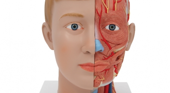 New products in Anatomical Models