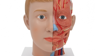 New products in Anatomical Models
