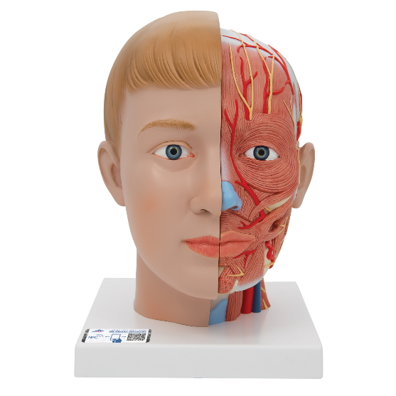 New products in Anatomical Models