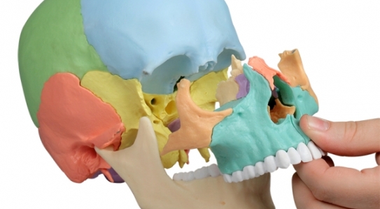 NEW // Osteopathy skull model, 22 part