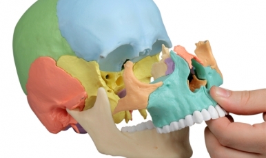 НОВИНКА // Остеопатична модель черепу 22 частини