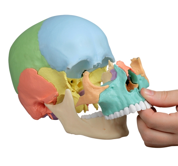 NEW // Osteopathy skull model, 22 part