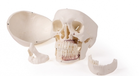 НОВИНКА // Модель черепа для стоматологии и челюстно-лицевой хирургии, 5 частей