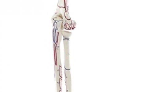 НОВИНКА // Скелет руки з плечовим поясом і позначкою м'язів
