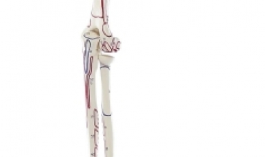 NEW // Skeleton of arm with shoulder girdle and muscle marking
