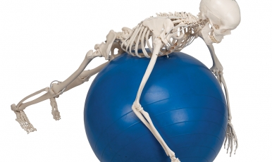 НОВИНКА // Функціональна та фізіологічна модель скелета людини Френк на підвісній підставці