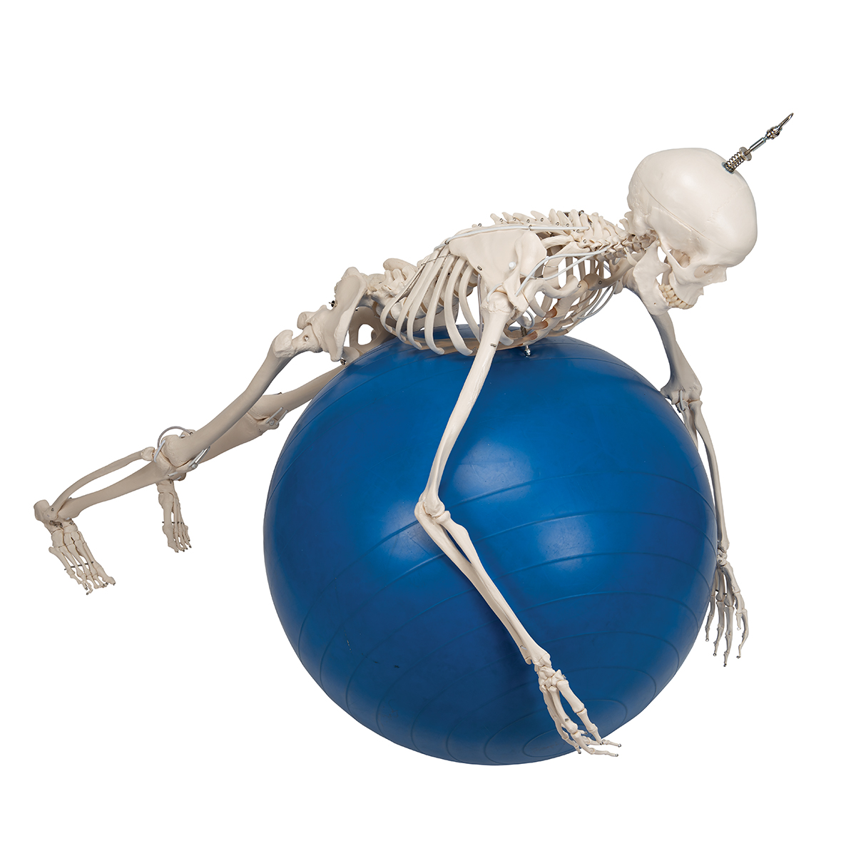НОВИНКА // Функціональна та фізіологічна модель скелета людини Френк на підвісній підставці