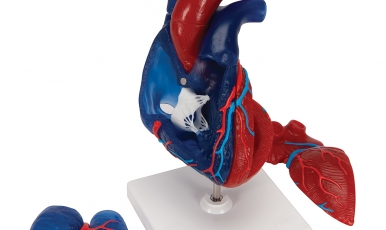 НОВИНКА // Модель серця людини в натуральну величину, 5 частин