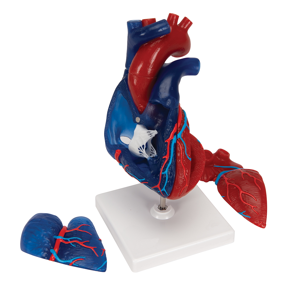 НОВИНКА // Модель сердца человека в натуральную величину, 5 частей