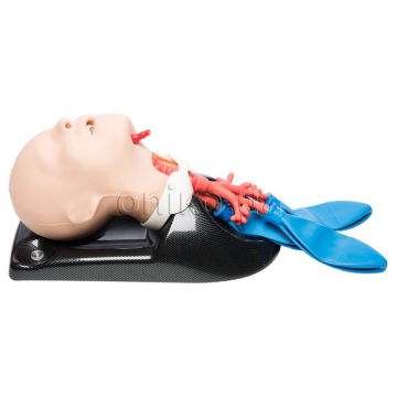 Simulátor pro obnovení průchodnosti dýchacích cest, kryotyroidotomie a bronchoskopie u dětí