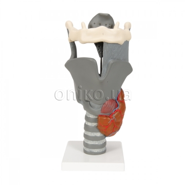 Functional Larynx Model, 2.5 times Full-Size