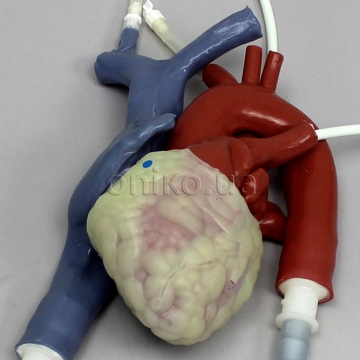 High Fidelity Training Beating Heart