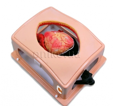 Heart Case Trainer