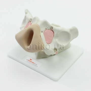 Pelvis Mesh Fixation Trainer