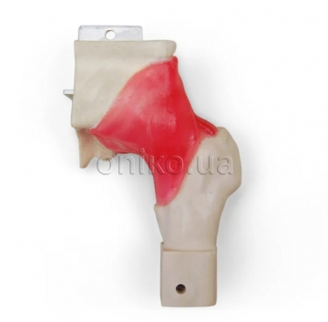 Dupuytren’s Contracture Trainer