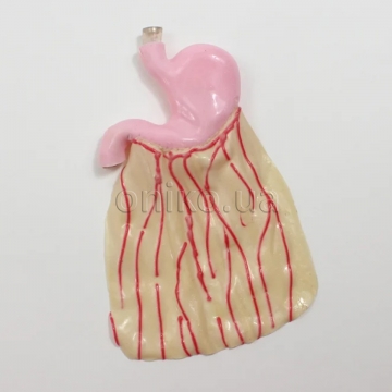 Surgical SAM Stomach