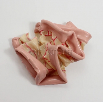 Surgical SAM Small Bowel