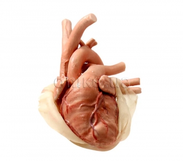 Surgical SAM Cardiothoracic Module – Heart