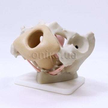 Female Pelvis Demonstrator
