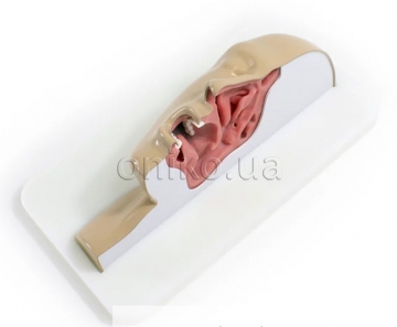 Sinus & Tonsil Trainer