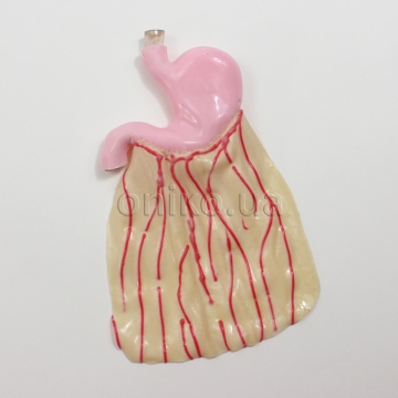 Surgical Sam Stomach