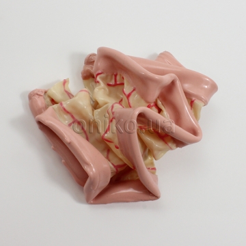 Surgical Sam Small Bowel