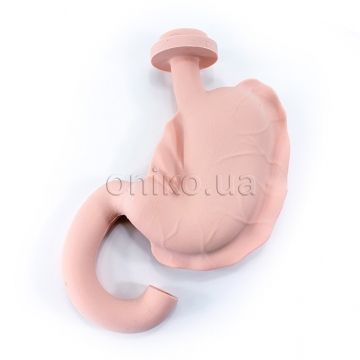 Stomach and Duodenum