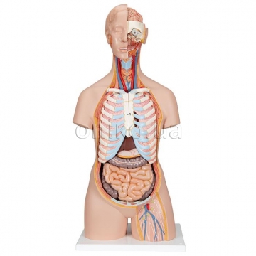 Классическая модель торса человека унисекс с открытой спиной, 21 деталь