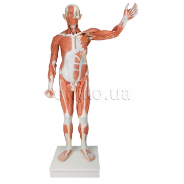 Мужская модель в натуральную величину с мышцами