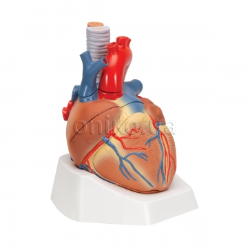 Human Heart Model, 7 part