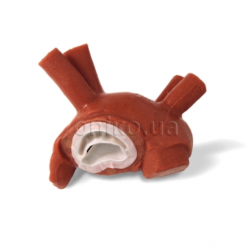 Srdce pro fluoroskopii