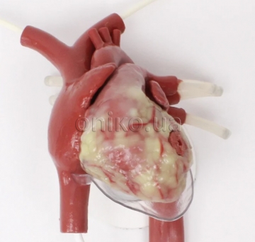 Trenažér traumatické torakotomie s bijícím srdcem a poraněním