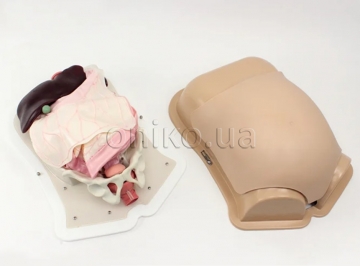 Kompaktní trenažér abdominální chirurgie AST