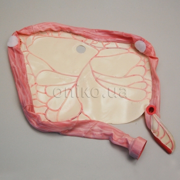 Modul tlustého střeva s mezokolonem pro pokročilý trénink