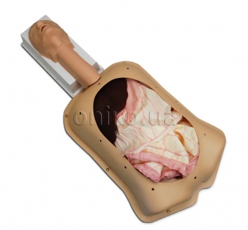 Pokročilý trenažér abdominální chirurgie AST s pokročilými orgány