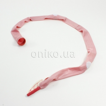 Modul tlustého střeva pro AST