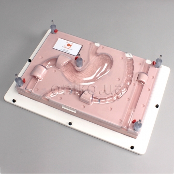 Trenažér pro endoskopii