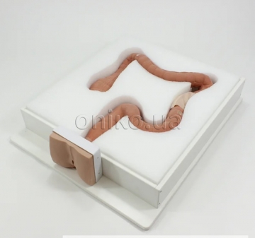 Тренажер колоноскопії