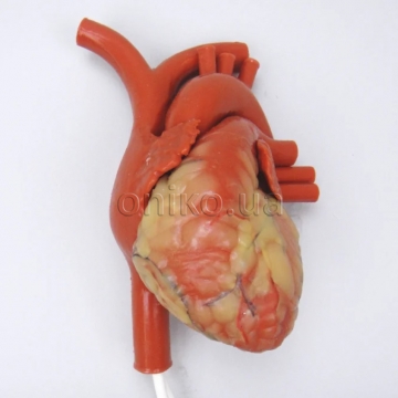 Trenažér bijícího srdce