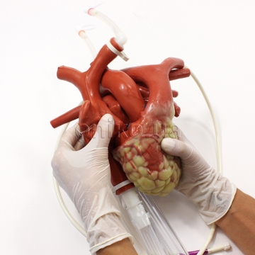 Kanylovatelné větší srdce