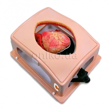Trenažér srdce v kompaktním hrudníku