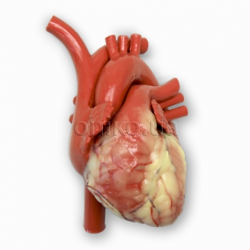Patentovaný standardní model srdce