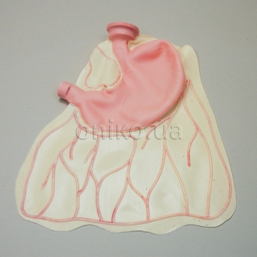 Advanced AST Stomach Model