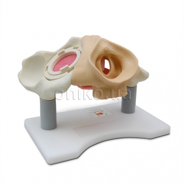 Trenažér transobturátorového přístupu