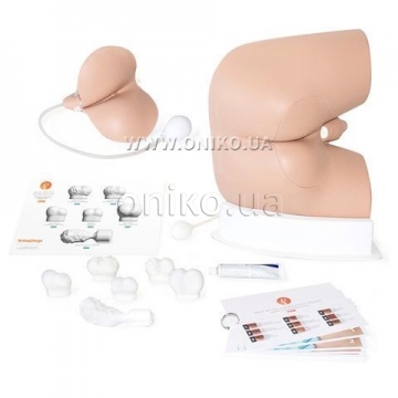 Male Rectal Examination Trainer - Advanced