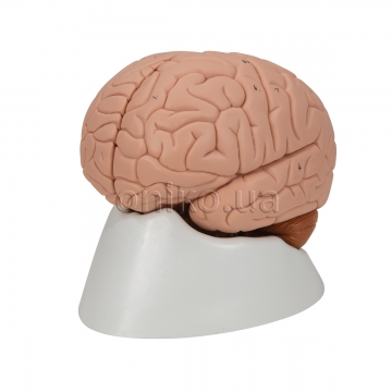 Стандартный головной мозг, 2 части